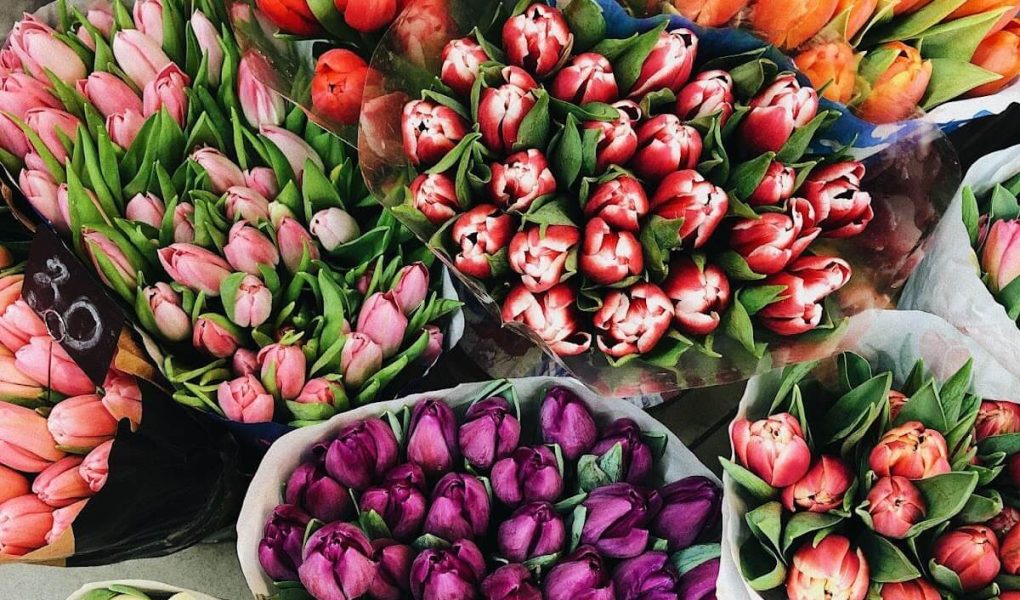 The Science Behind Flower Colors and Their Meanings Beast Beauty