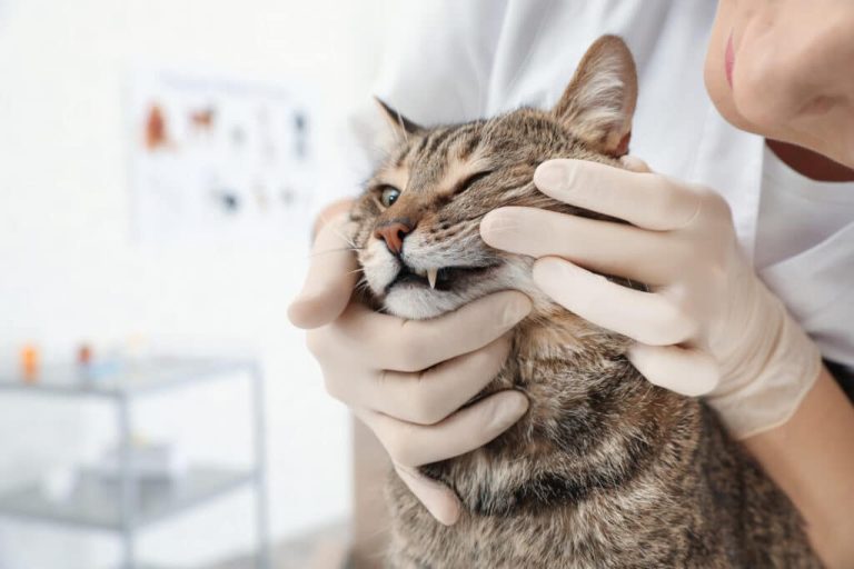 Understanding the Cost of Cat Tooth Extraction A Comprehensive Guide BeastBeauty
